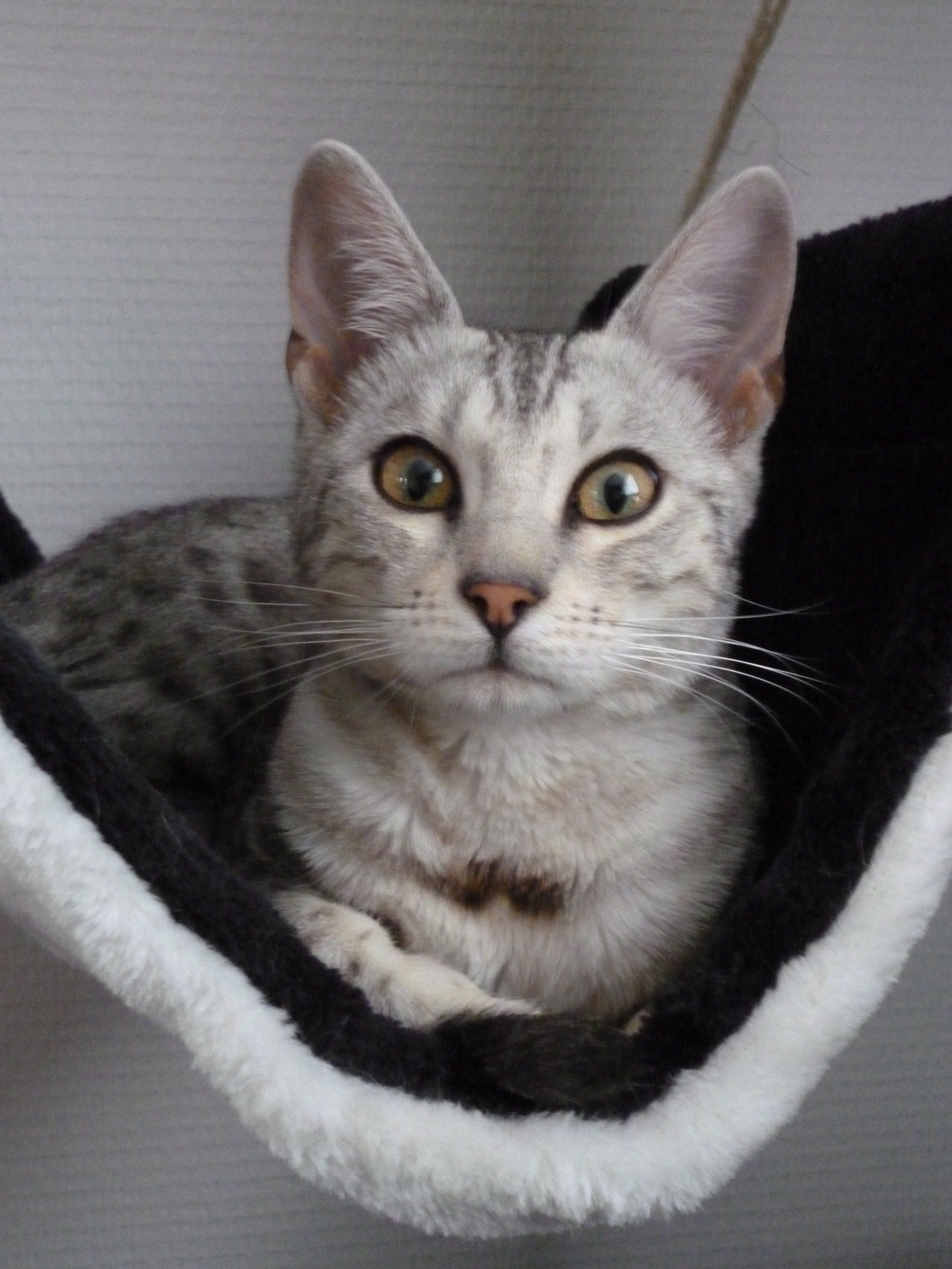 cattery one in a million- earendil