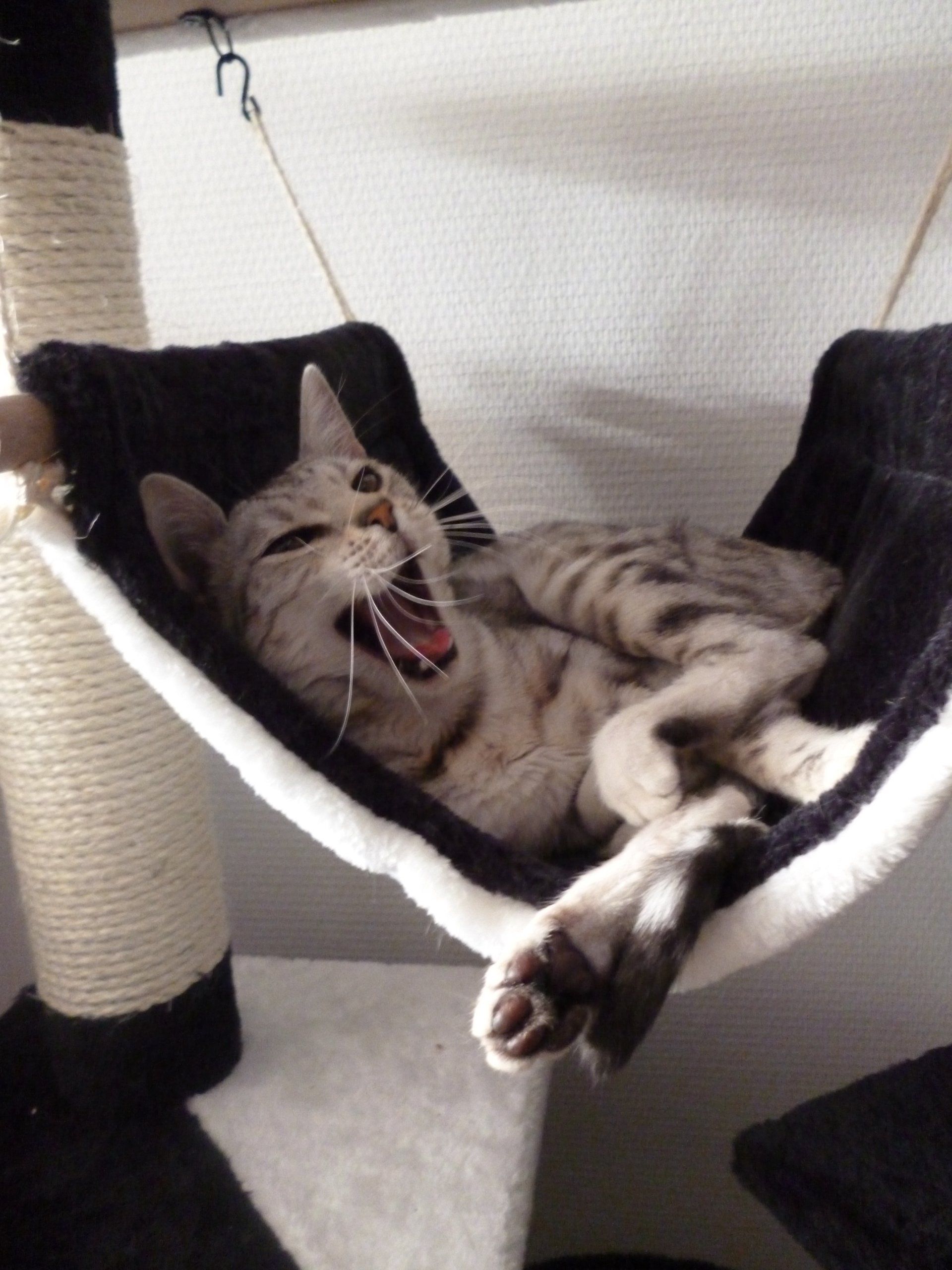 cattery one in a million- earendil