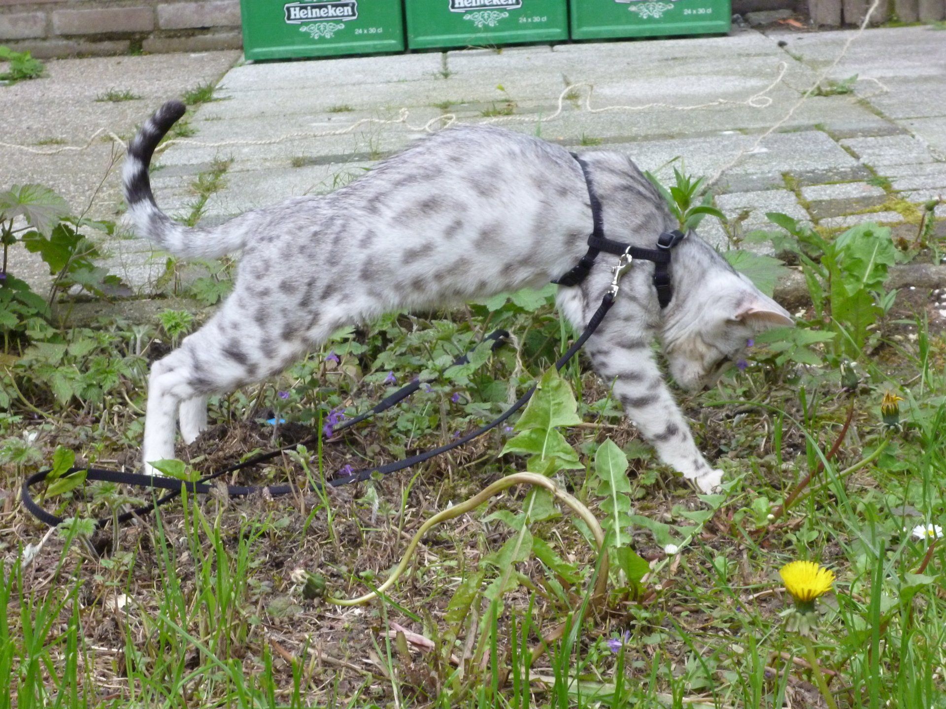 cattery one in a million- earendil