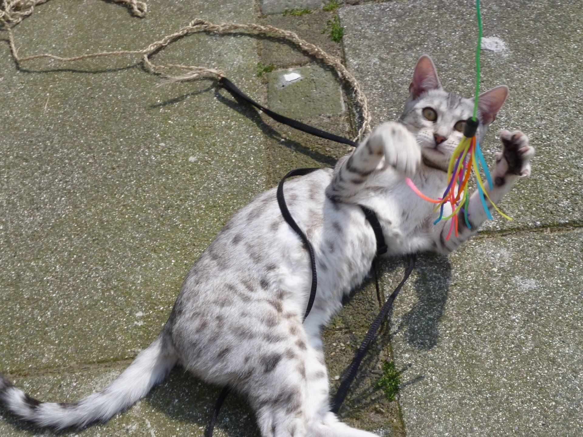 cattery one in a million- earendil