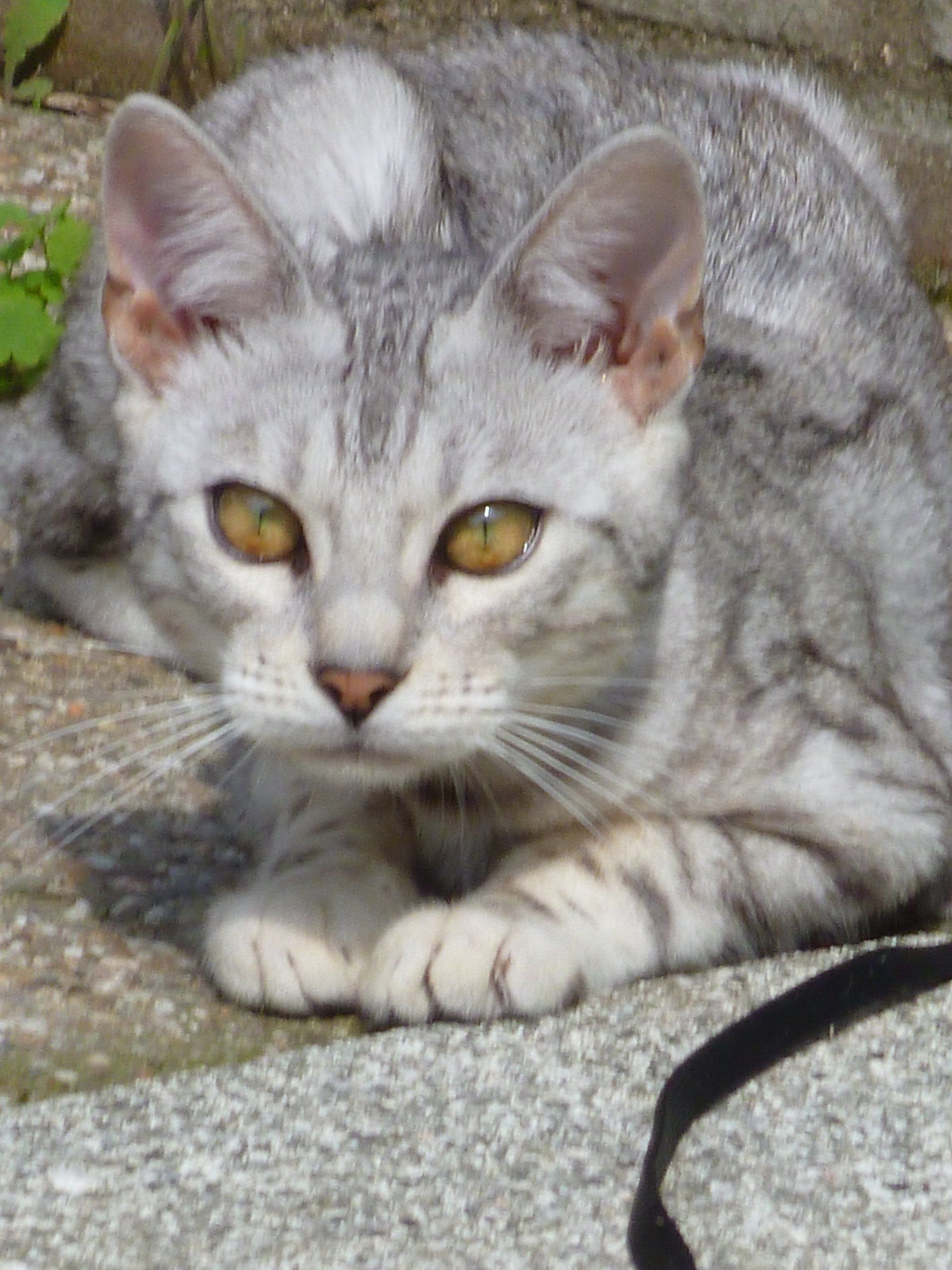 cattery one in a million- earendil