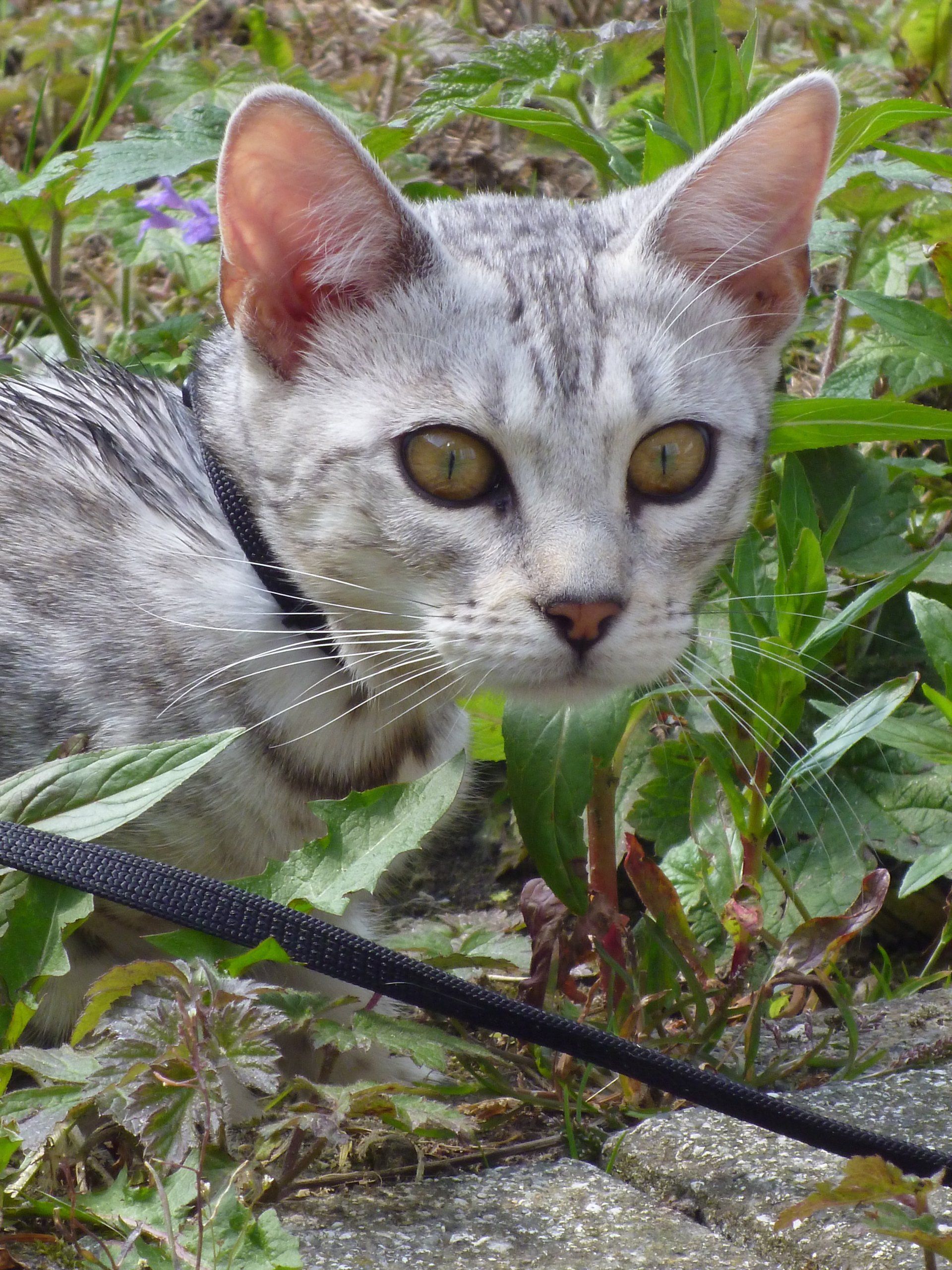 cattery one in a million- earendil