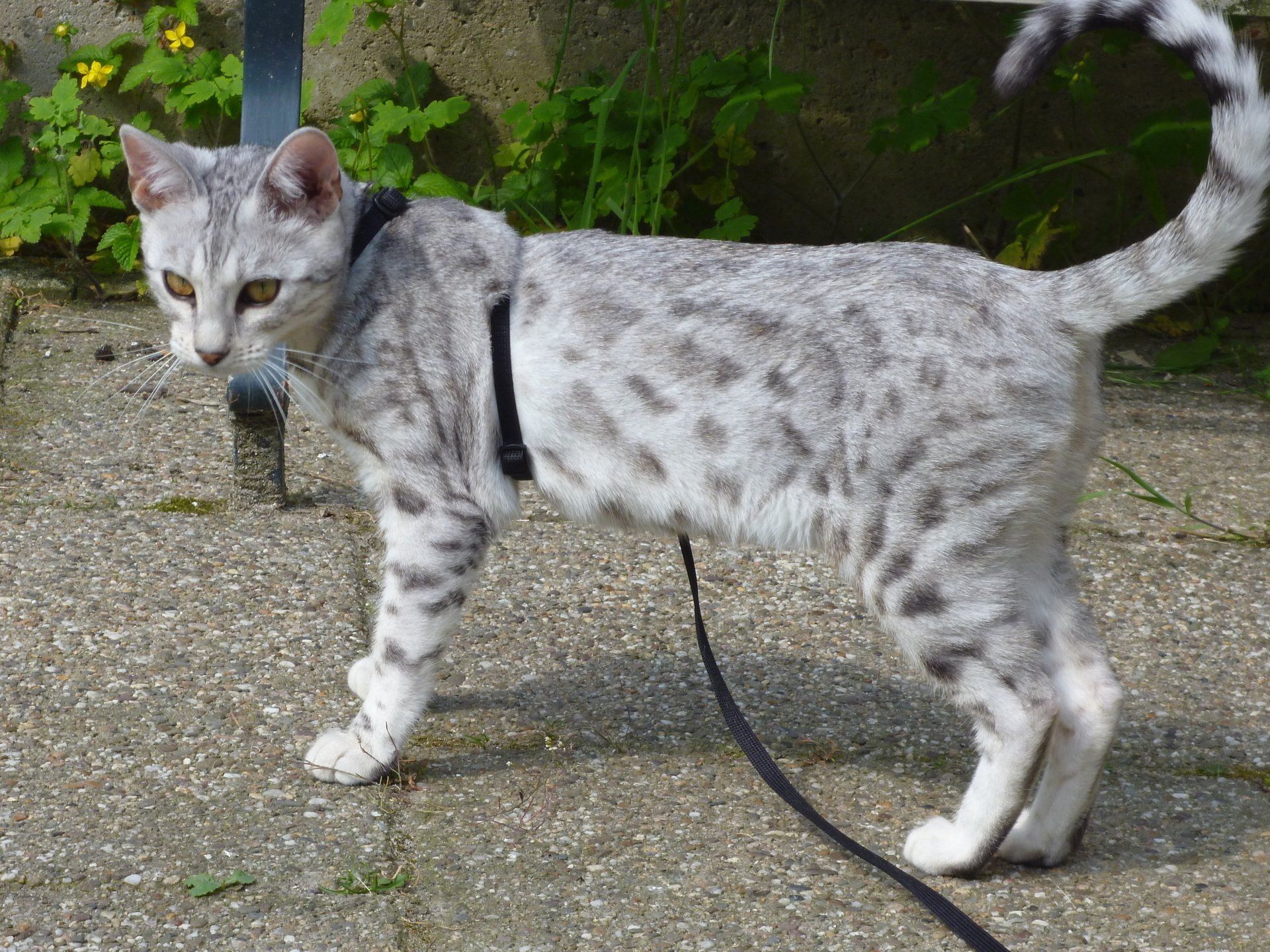 cattery one in a million- earendil