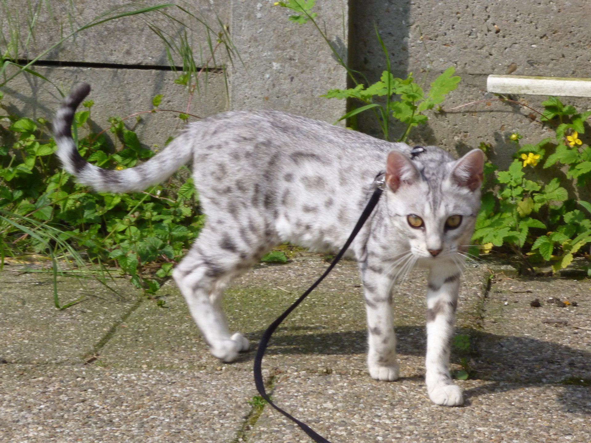 cattery one in a million- earendil