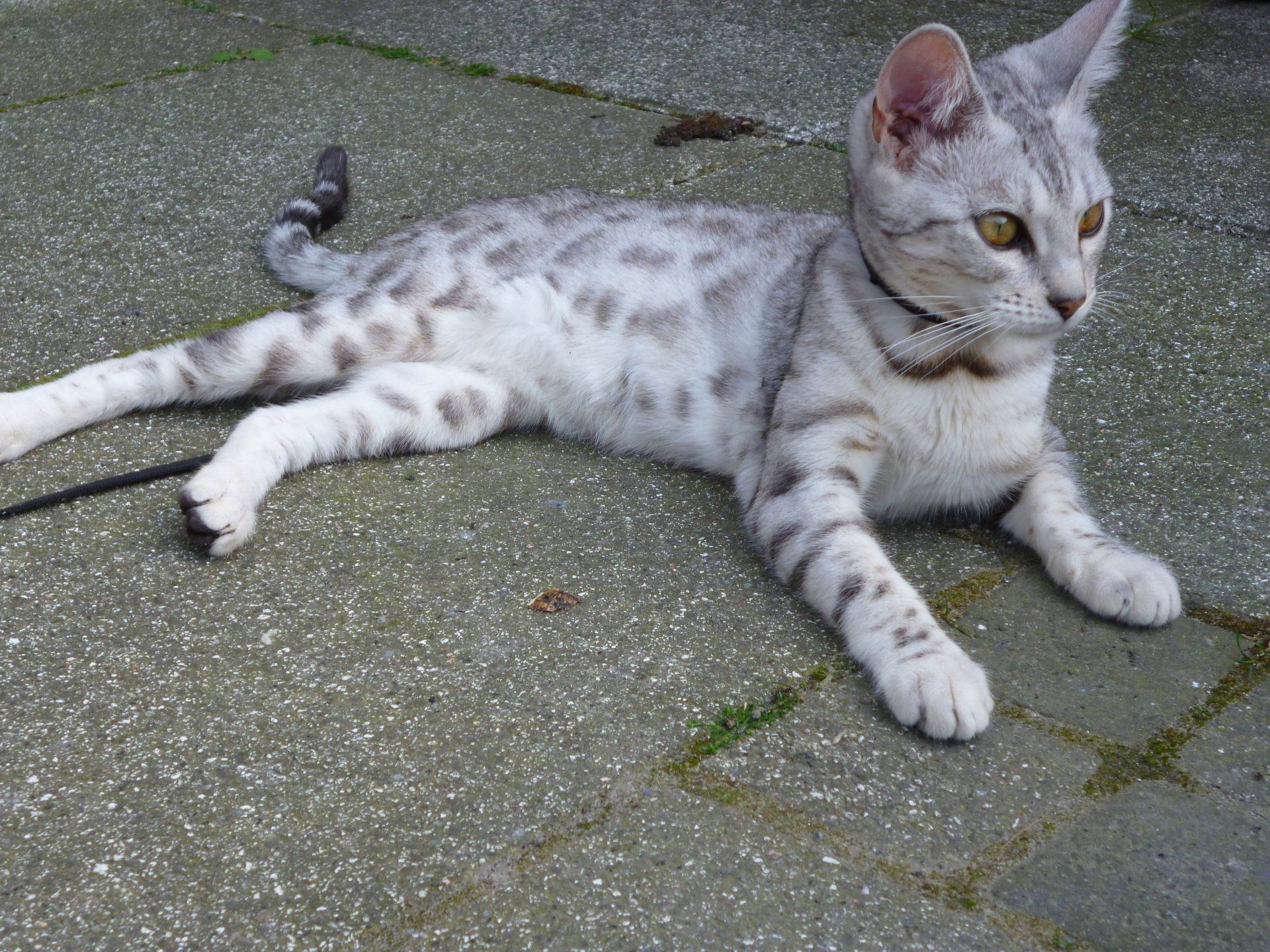 cattery one in a million- earendil