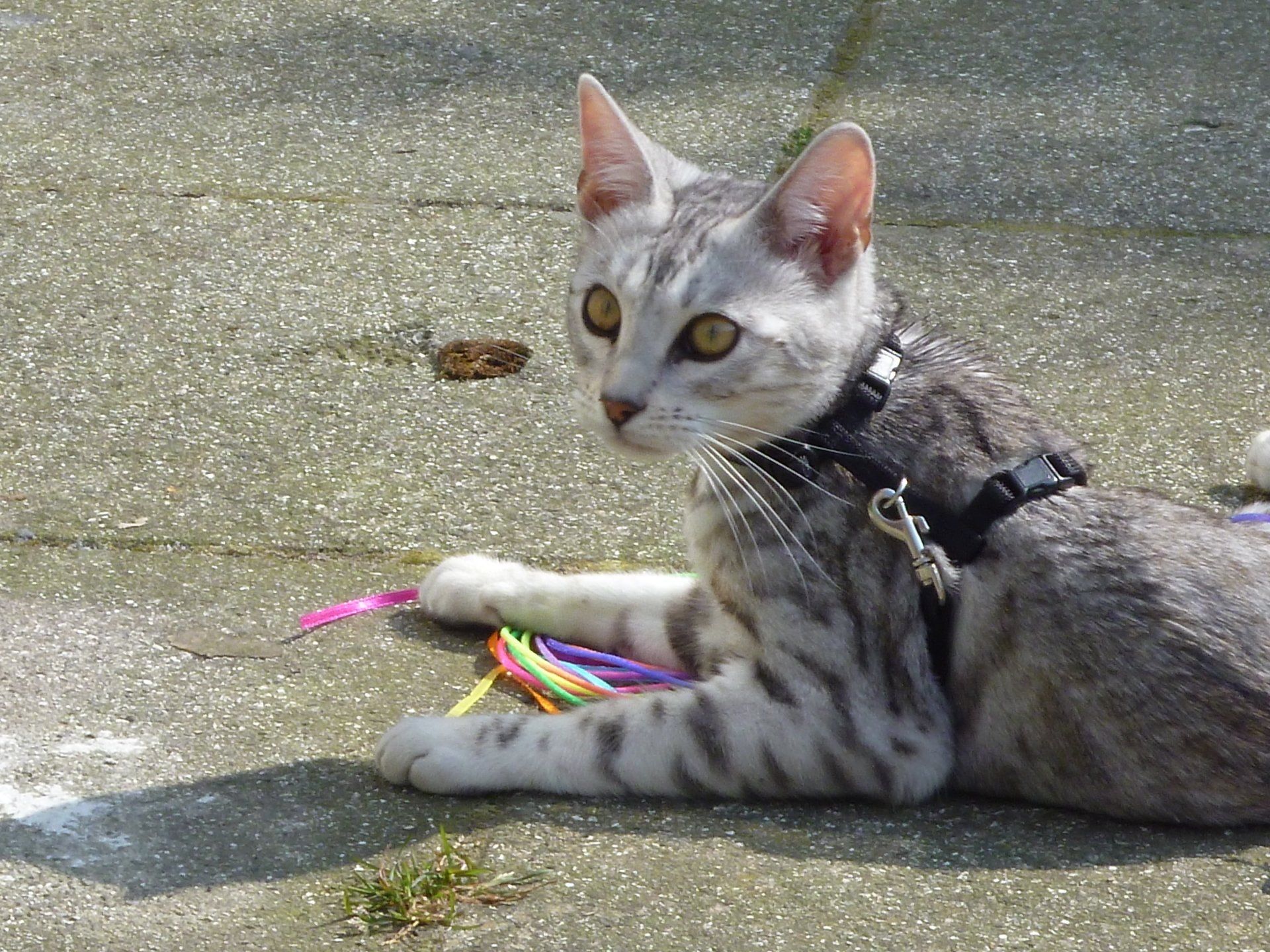 cattery one in a million- earendil