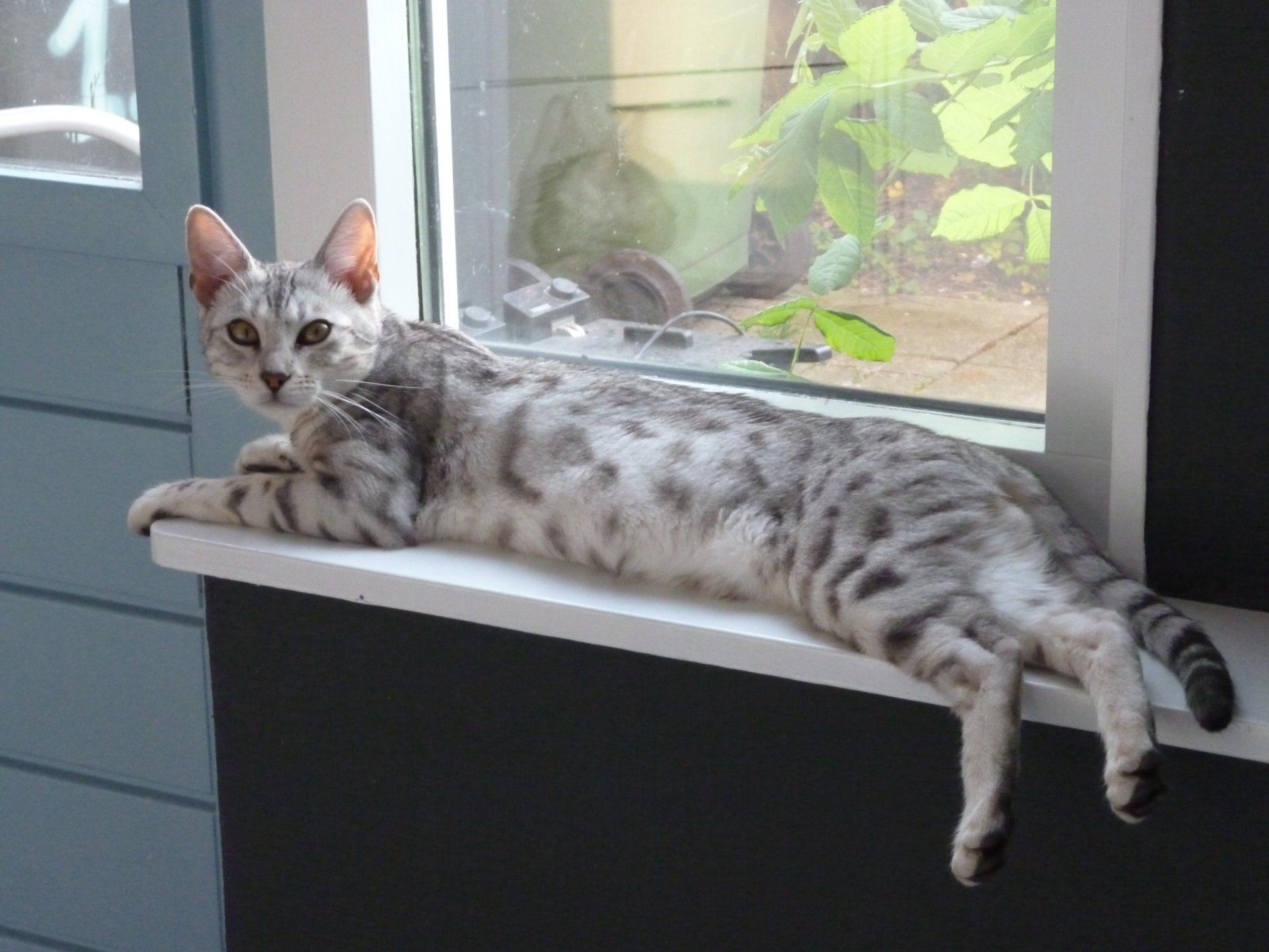 cattery one in a million- earendil