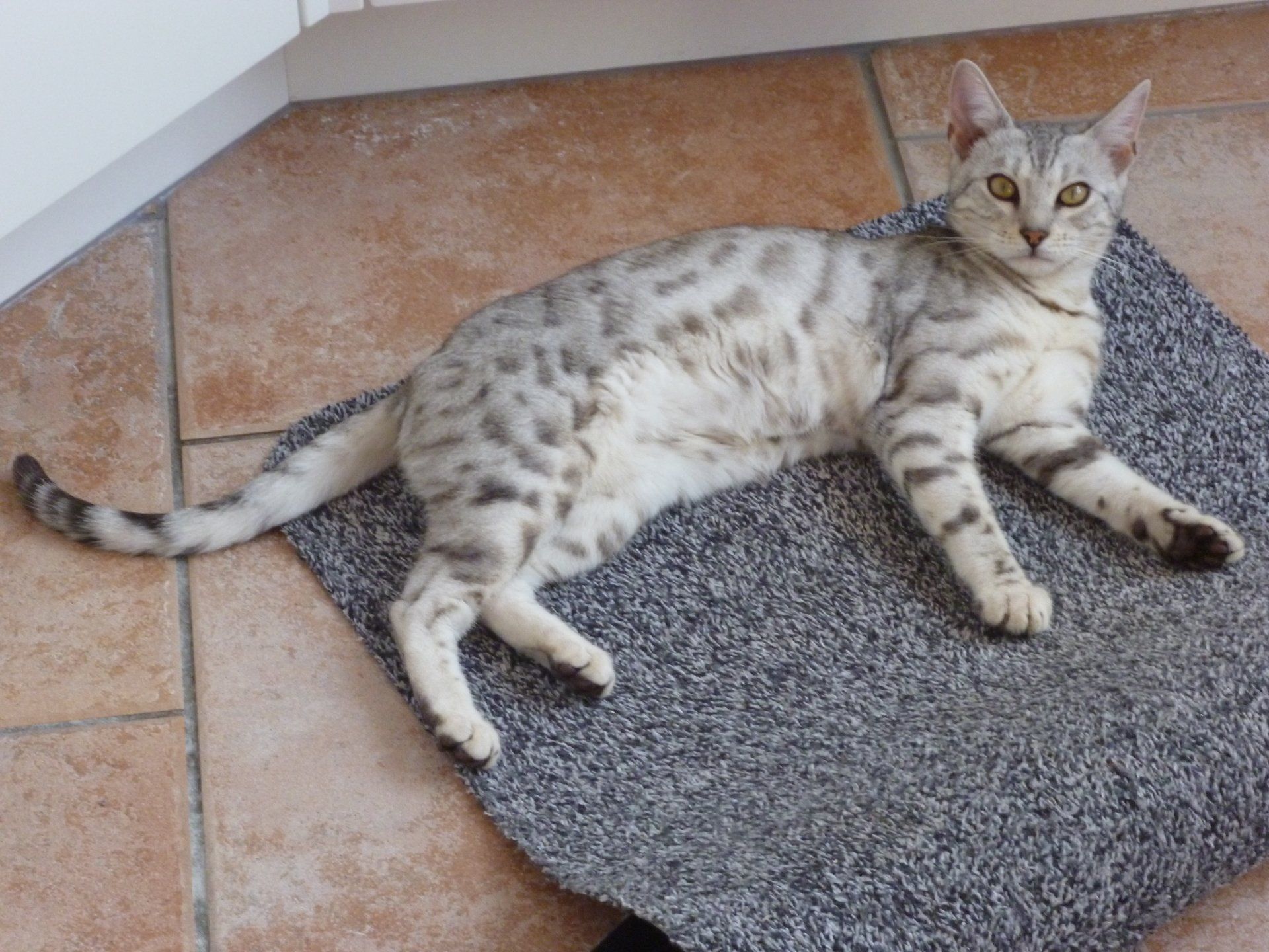 cattery one in a million- earendil