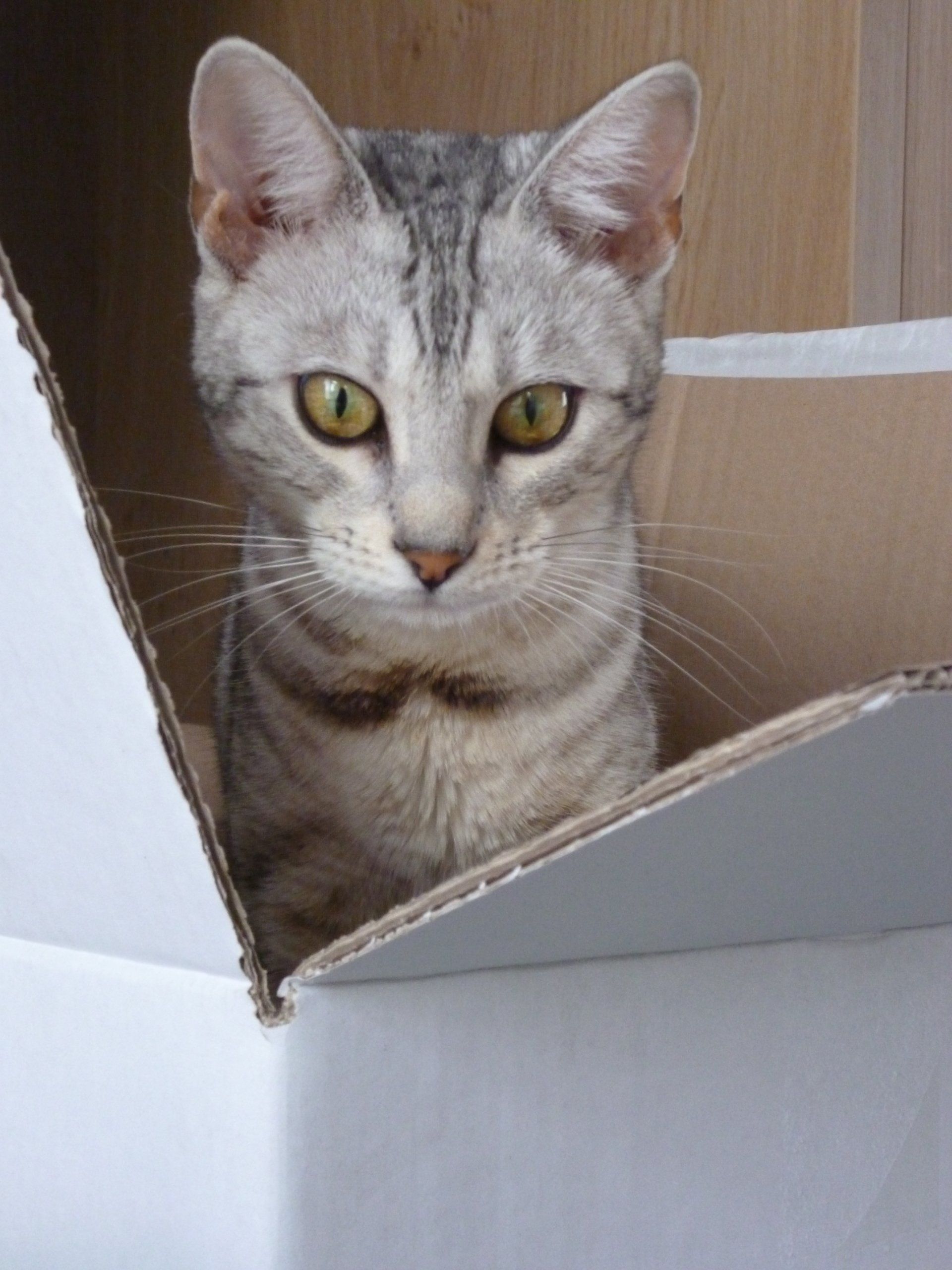 cattery one in a million- earendil