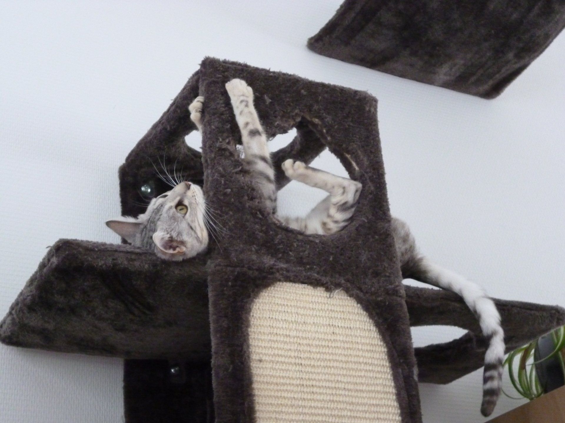 cattery one in a million- earendil