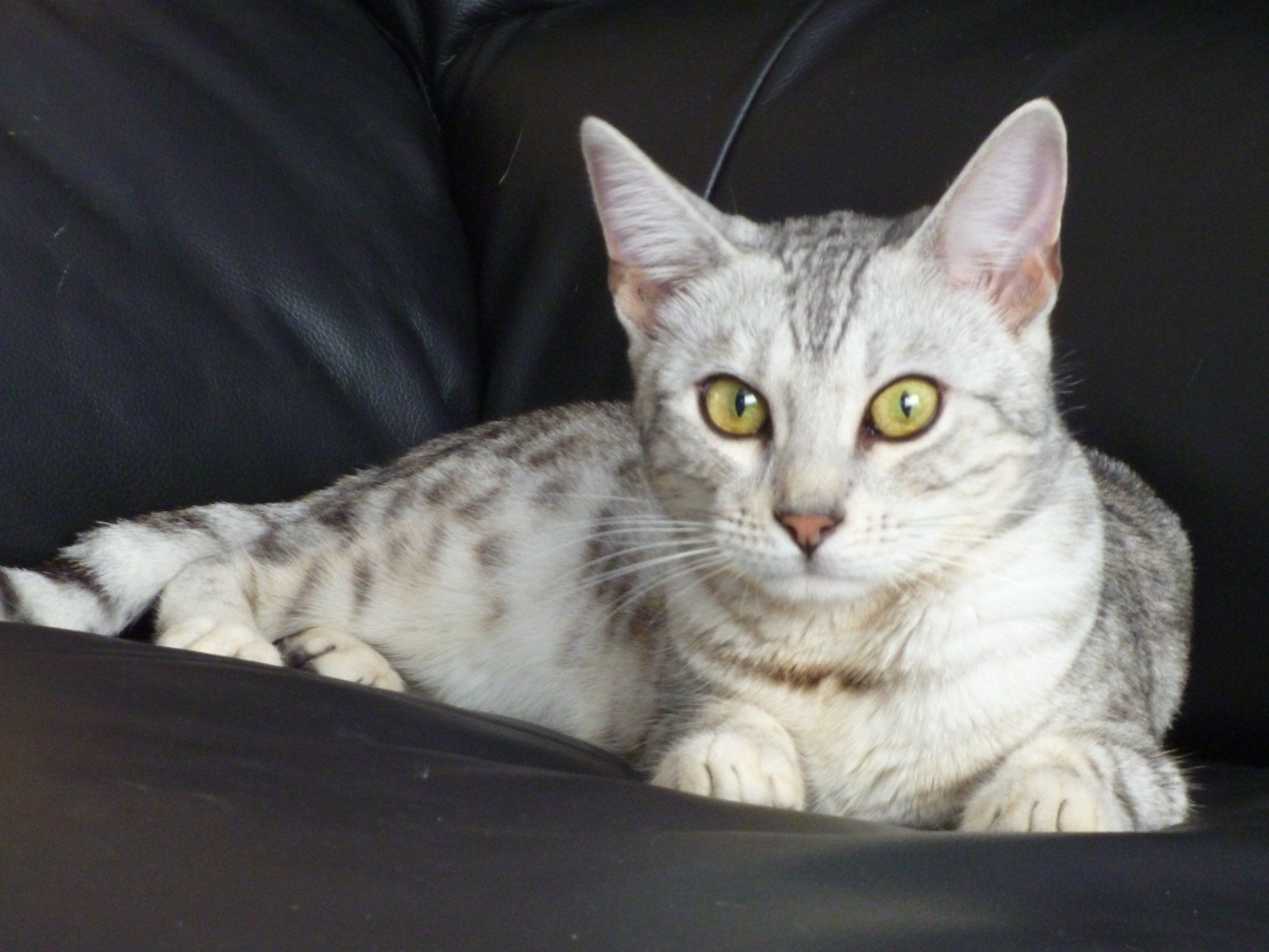 cattery one in a million- earendil