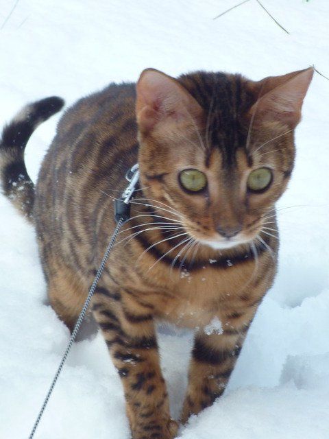 cattery One in a Million