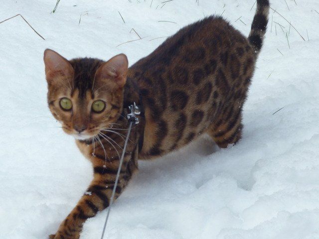 cattery One in a Million