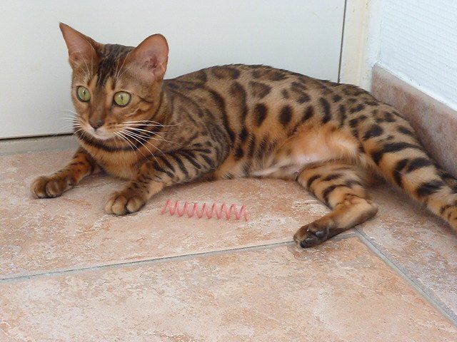 cattery One in a Million