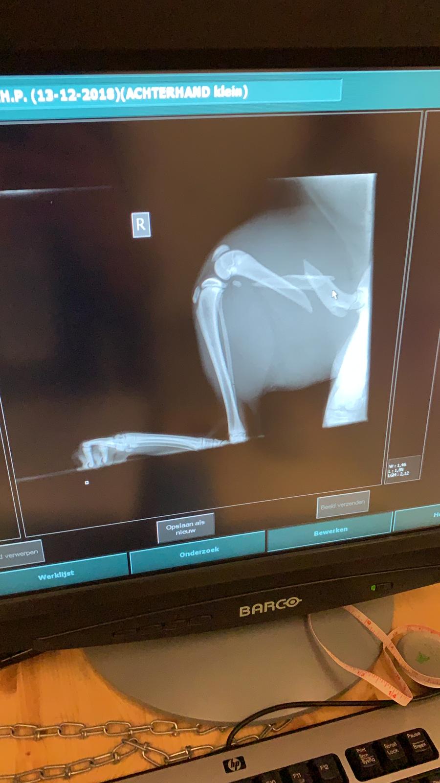 Röntgenfoto achterpoot bengaal kitten