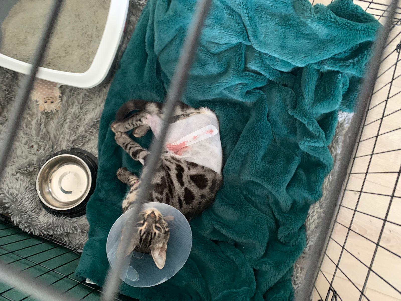 benchrust na operatie - bengaal kitten