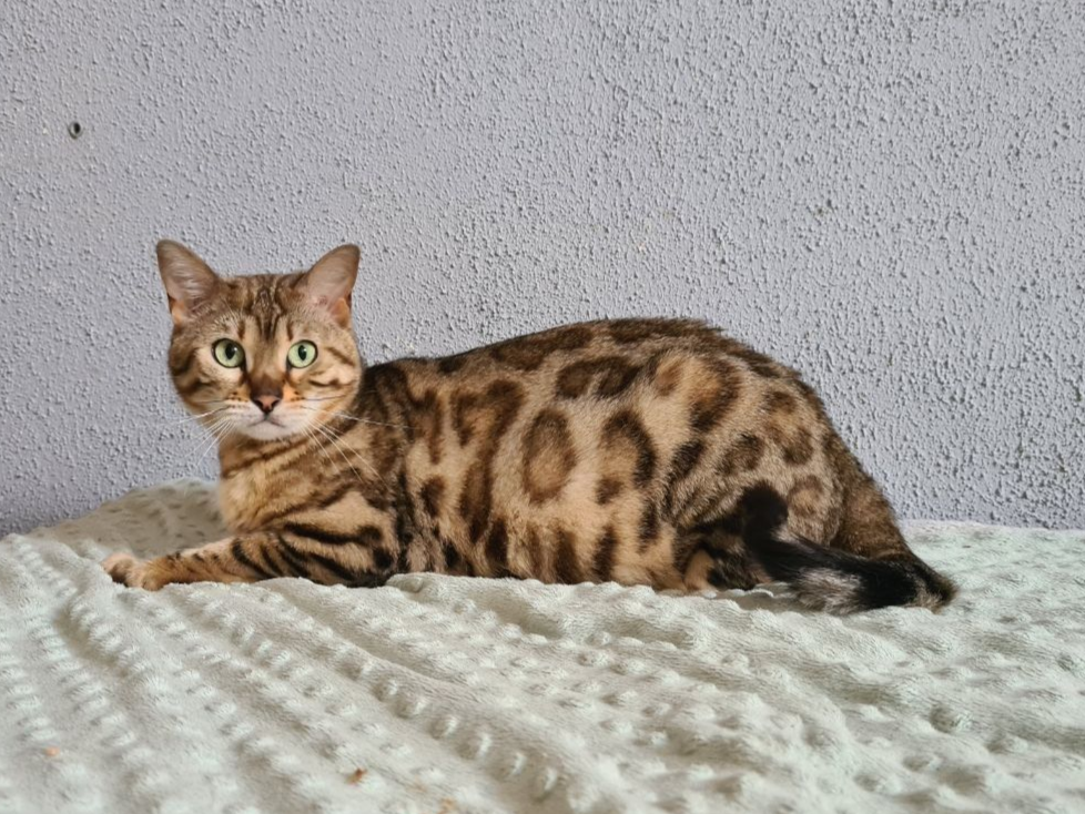 cattery one in a million - Topaz