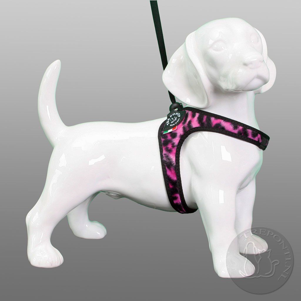 Cattery One in a Million - treponti kattentuig