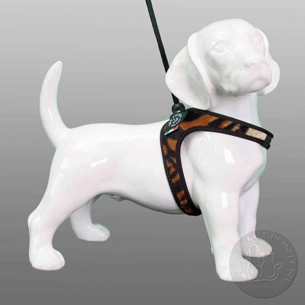 Cattery One in a Million - treponti kattentuig