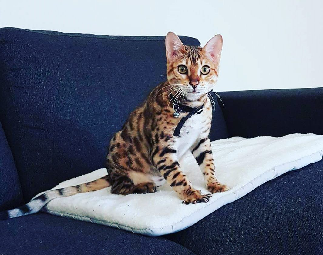 Cattery One in a Million - black tabby bengaal