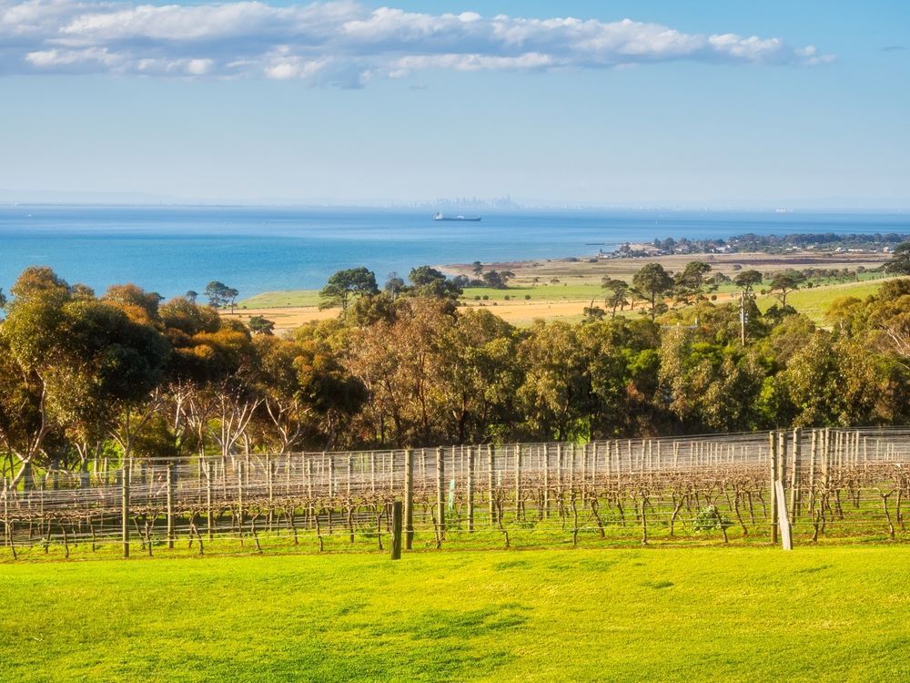 A View of the Ocean From a Vineyard With a Fence in the Foreground — Bellarine Removals In Bellarine Peninsula, VIC