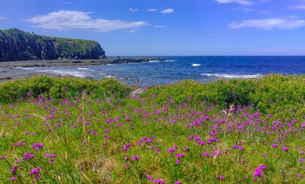 A Field of Purple Flowers Next to the Ocean on a Sunny Day — Bellarine Removals In Surf Coast, VIC