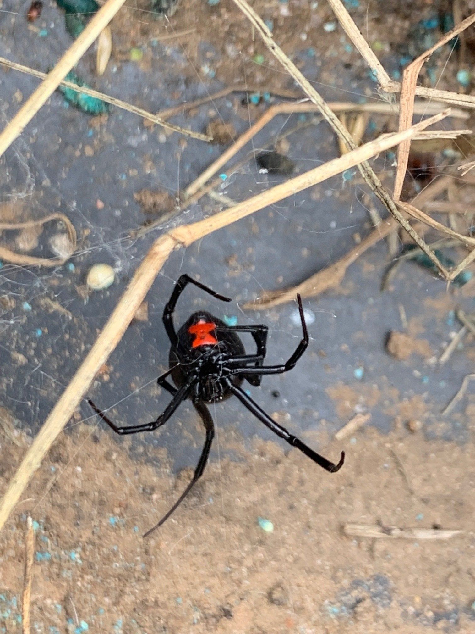 Spider Control Services in Oklahoma City, OK
