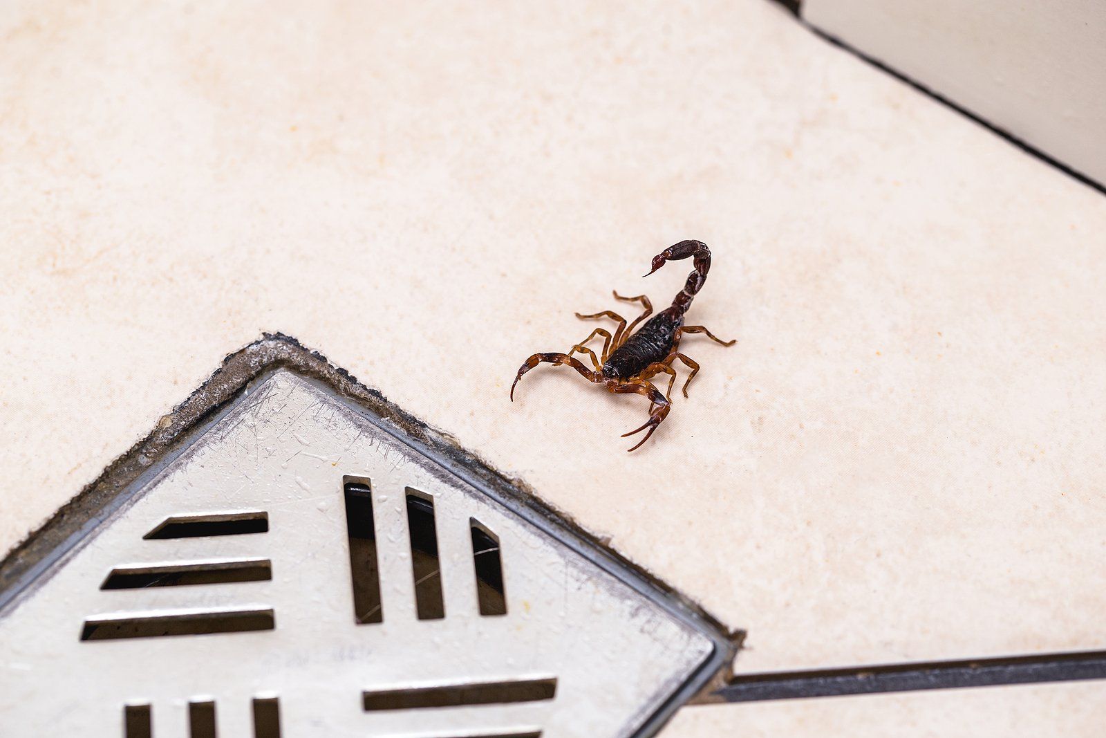 Scorpion Pest Control Services Near You