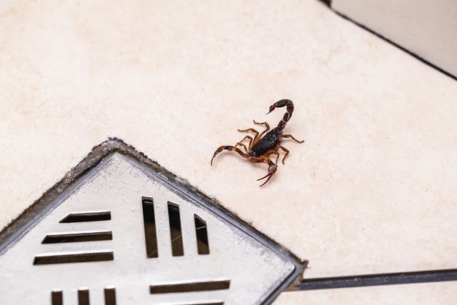 Scorpions In Tulsa, OK  Montgomery Exterminating