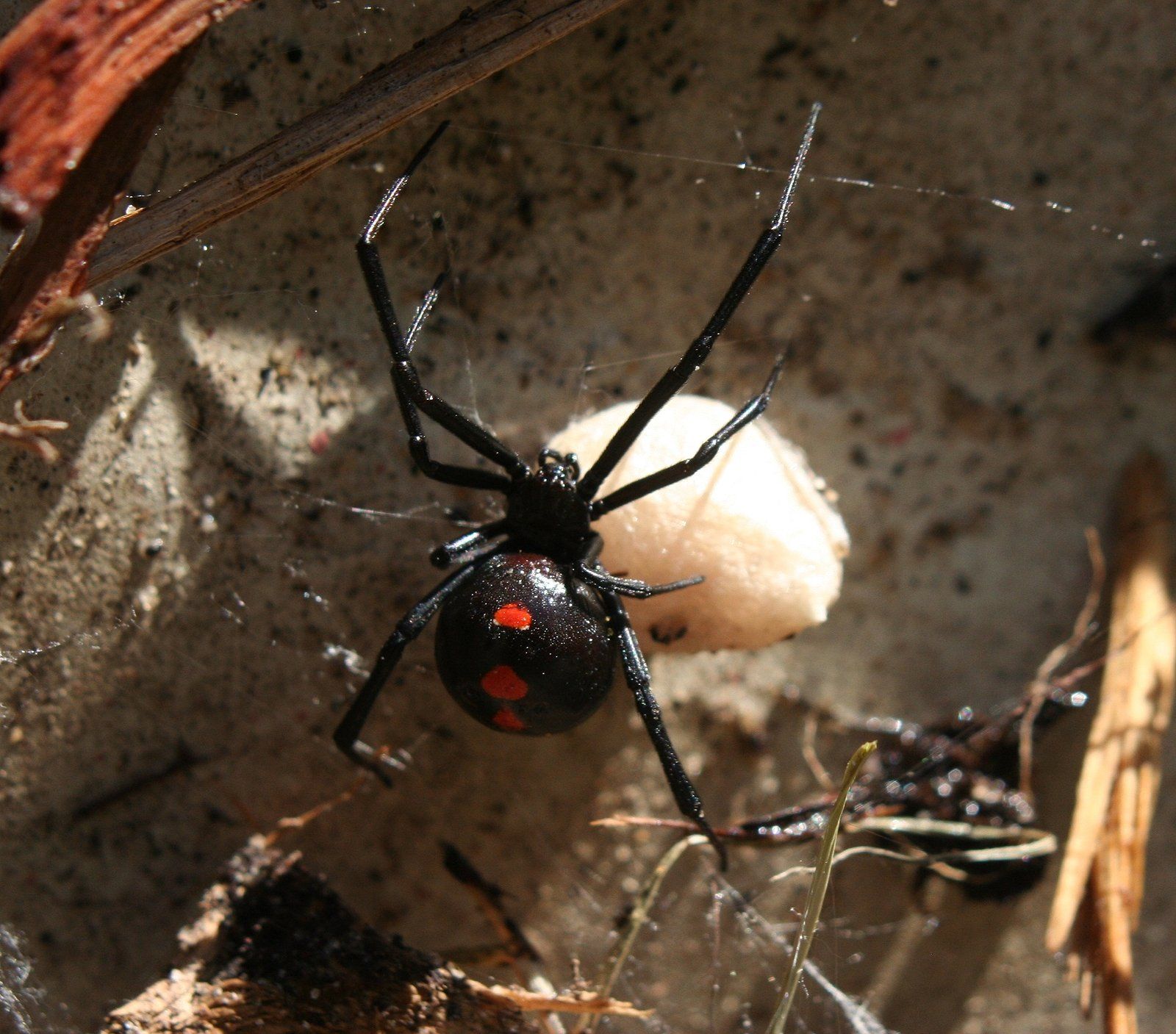 Spider Control Services Throughout Oklahoma