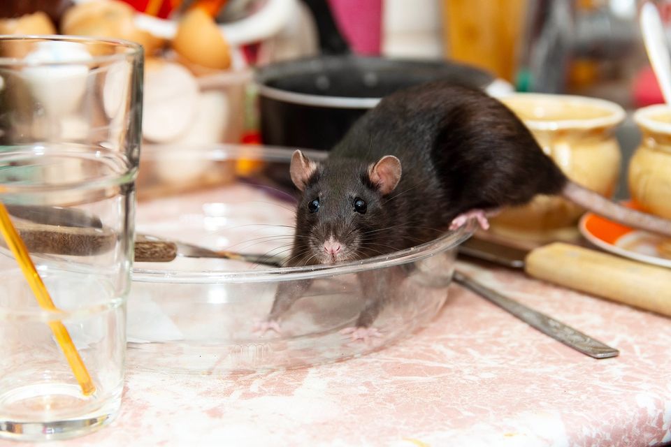 Mice and Rats Control Services in Oklahoma City, OK