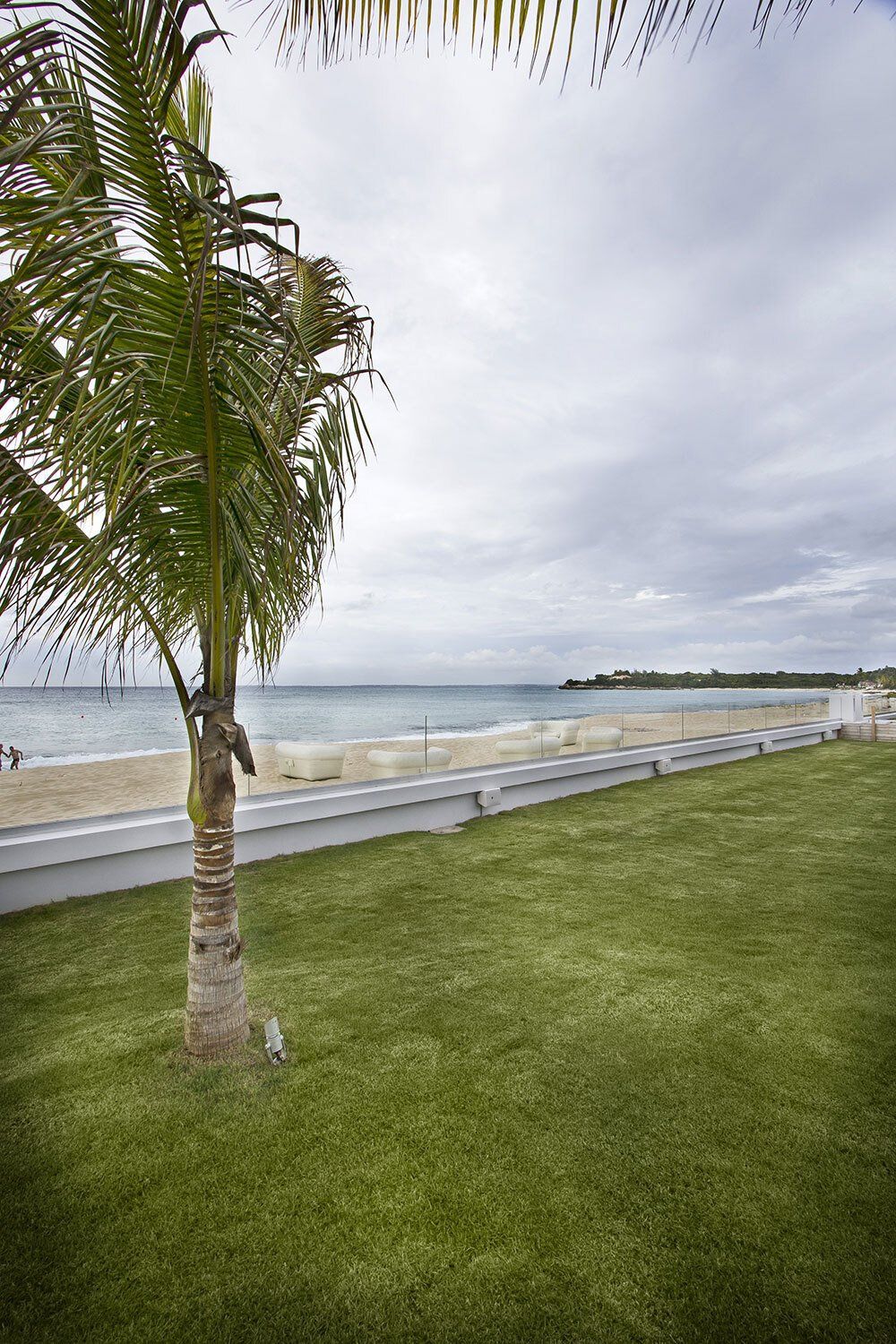 A palm tree is standing in the grass near the beach.