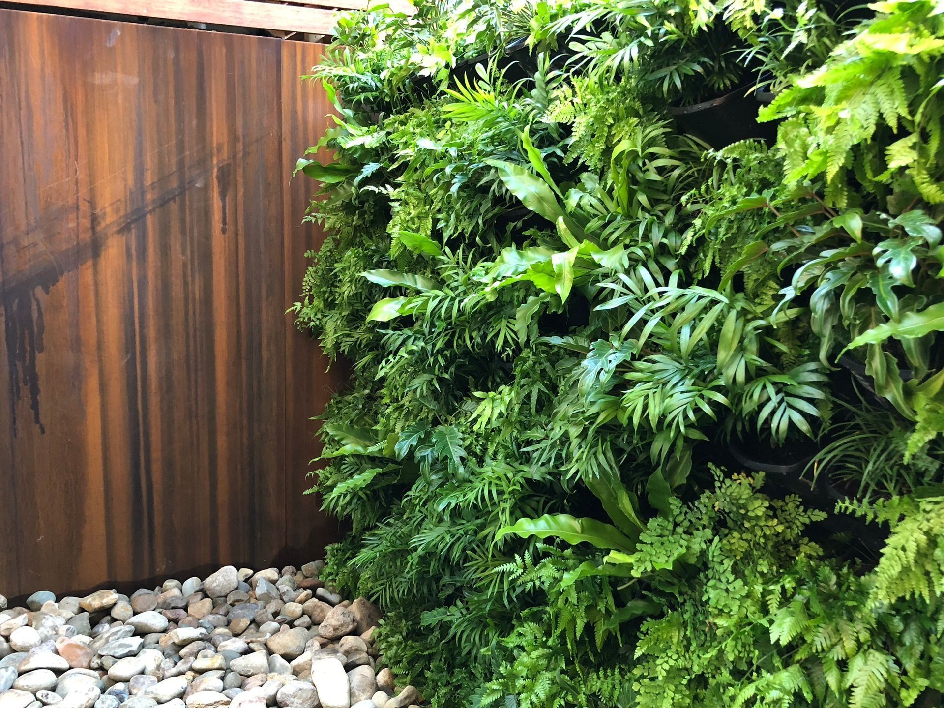 Rusty Metal Wall Next to a Lush Green Wall of Plants — Divine Landscape Creations in Gosford, NSW