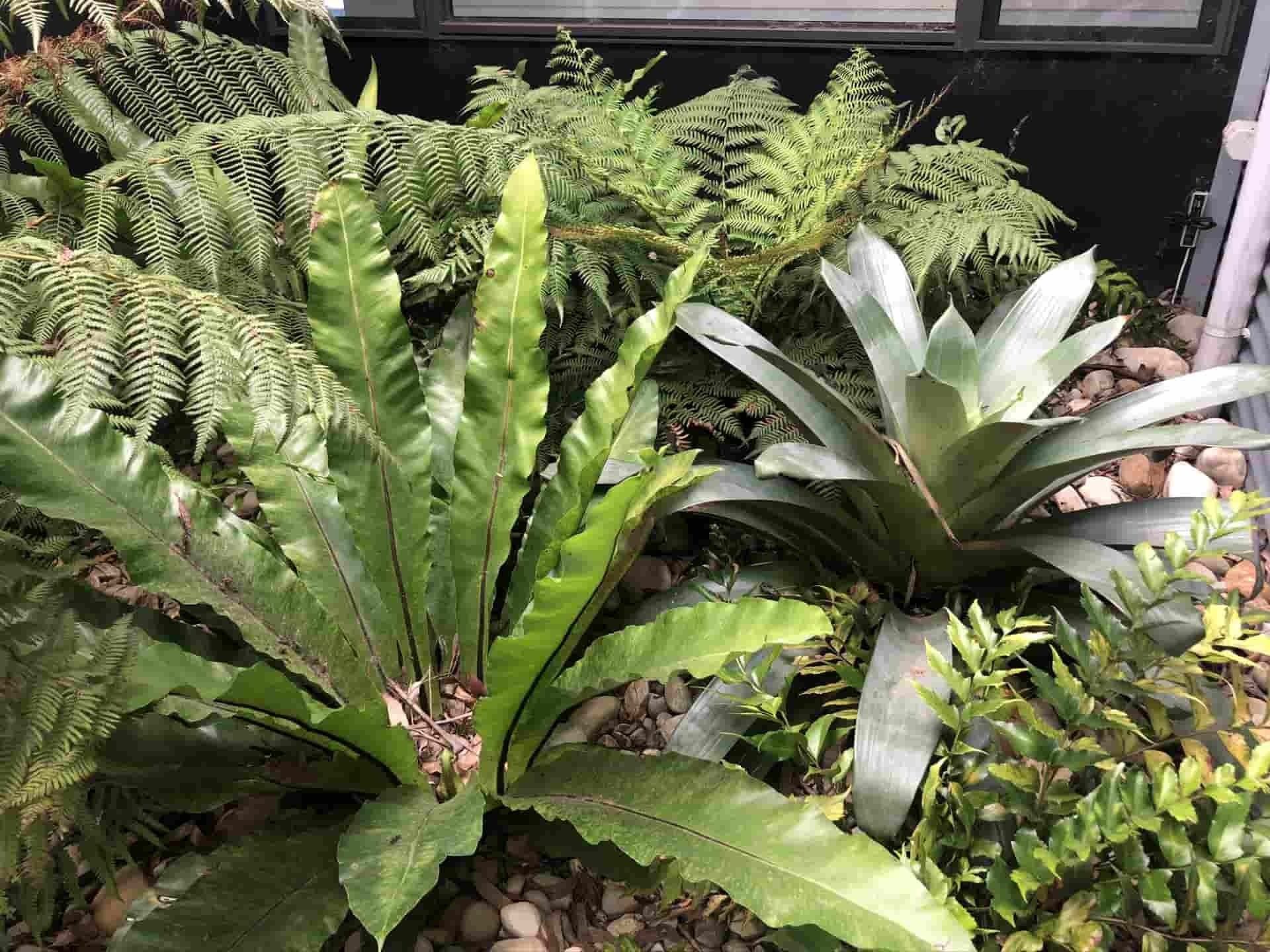 Lush Green Plants Including Ferns — Divine Landscape Creations in Matcham, NSW