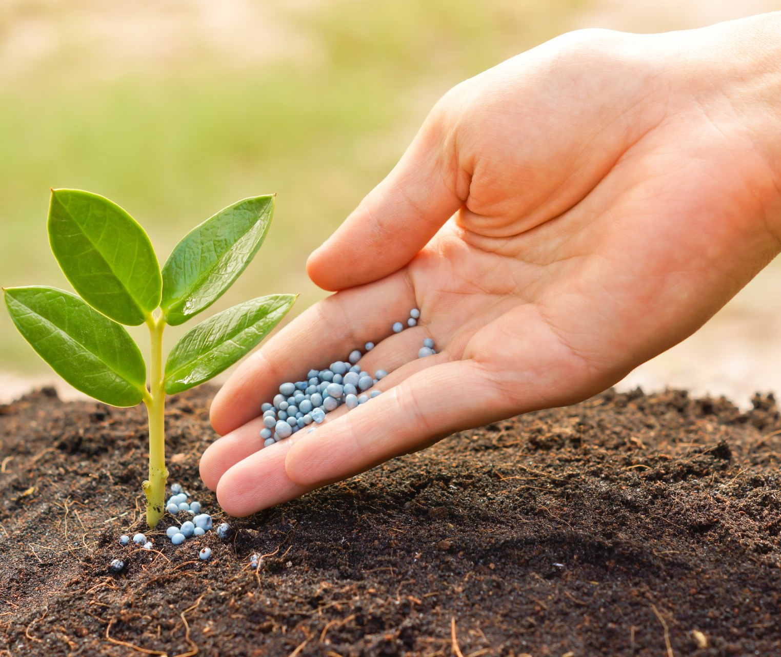 hand placing fertilizer on plant