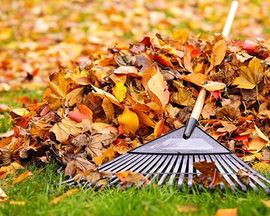 rake with pile of leaves