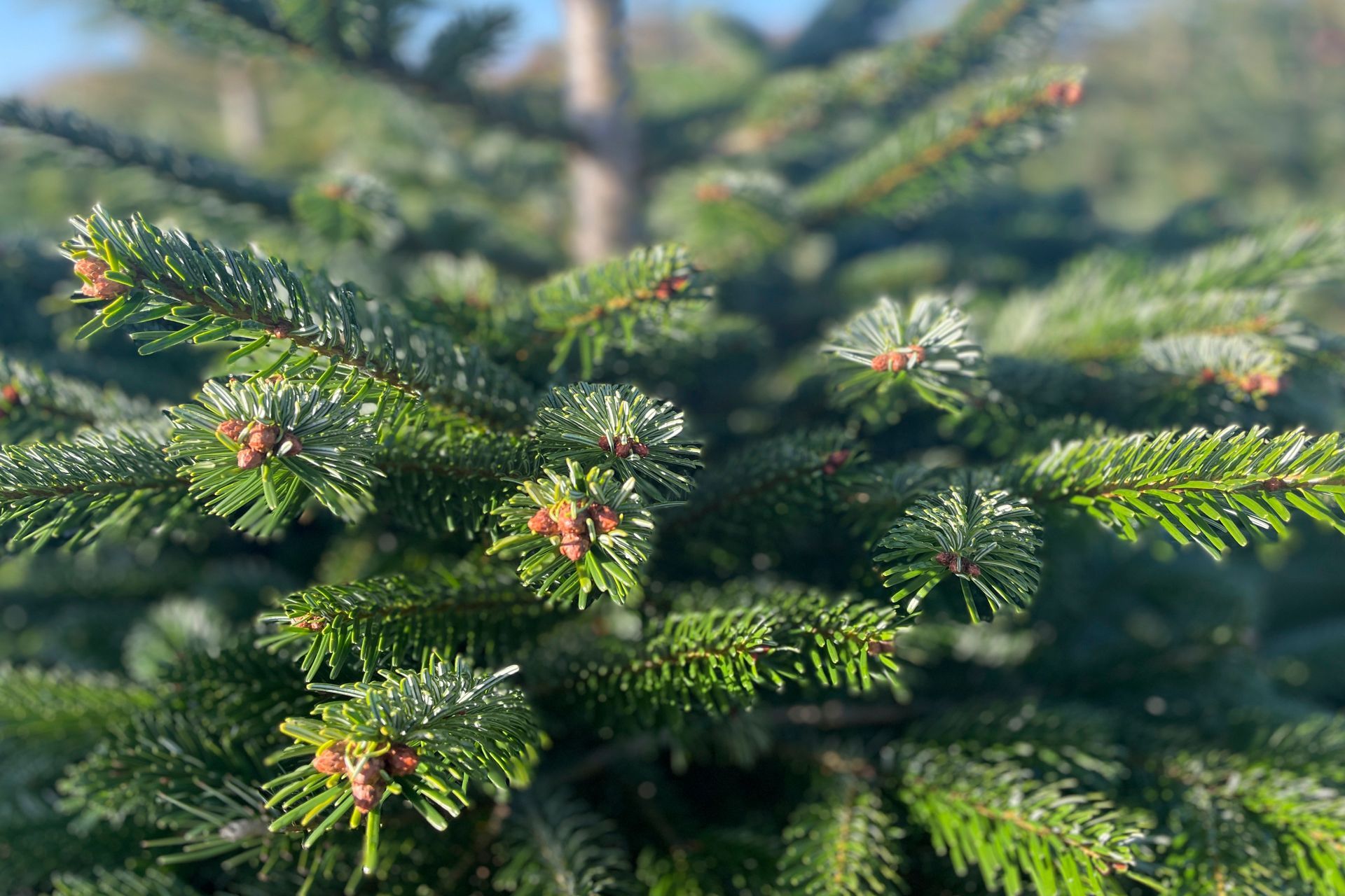 Celtic Christmas Trees_plantation and harvesting_Co. Wicklow