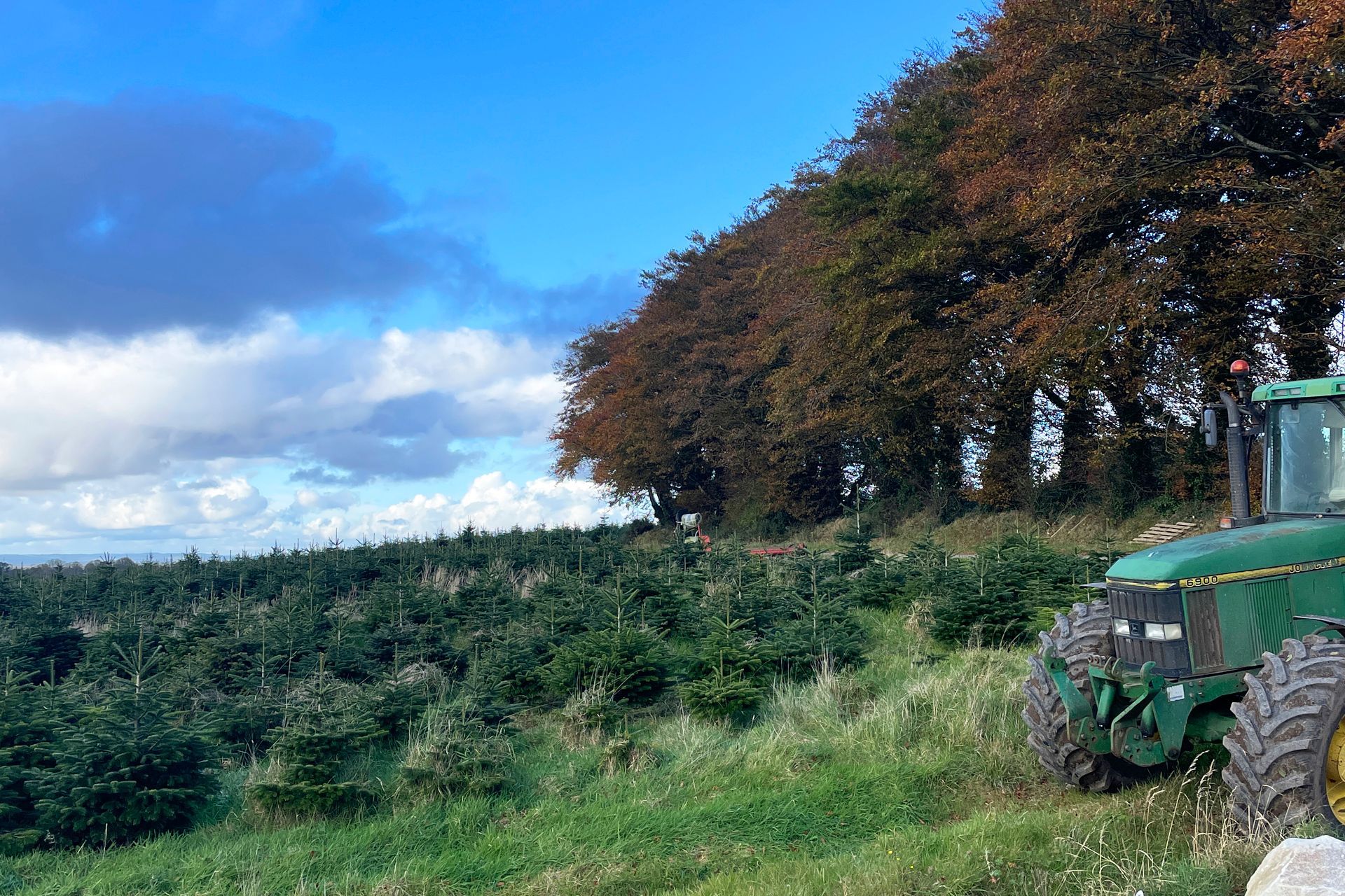 Celtic Christmas Trees_plantation and harvesting_Co. Wicklow