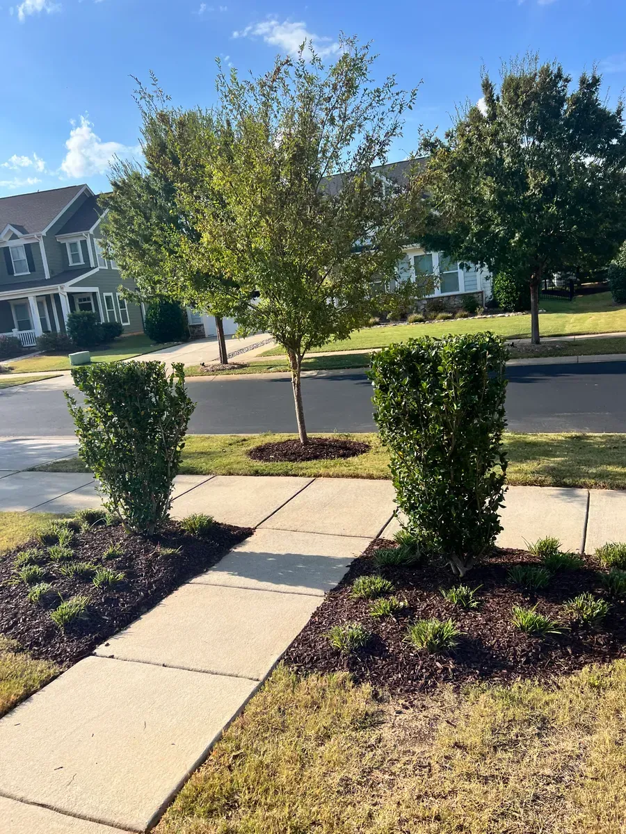A sidewalk leads toward a suburban street, flanked by two trimmed green shrubs in mulched beds and a centered young tree.