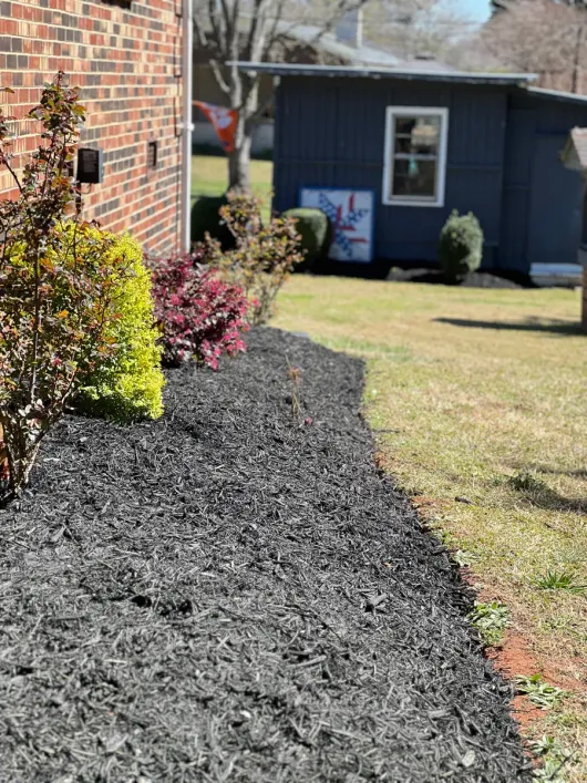 A brick house wall borders a bed of black mulch with shrubs, looking toward a small blue shed in a backyard.