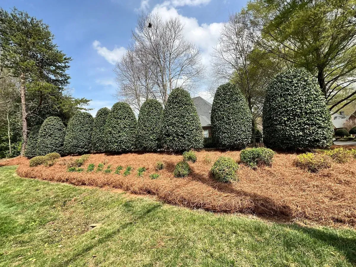 A row of manicured, evergreen conical bushes sits atop a landscaped hill covered in pine straw, framed by blue sky.