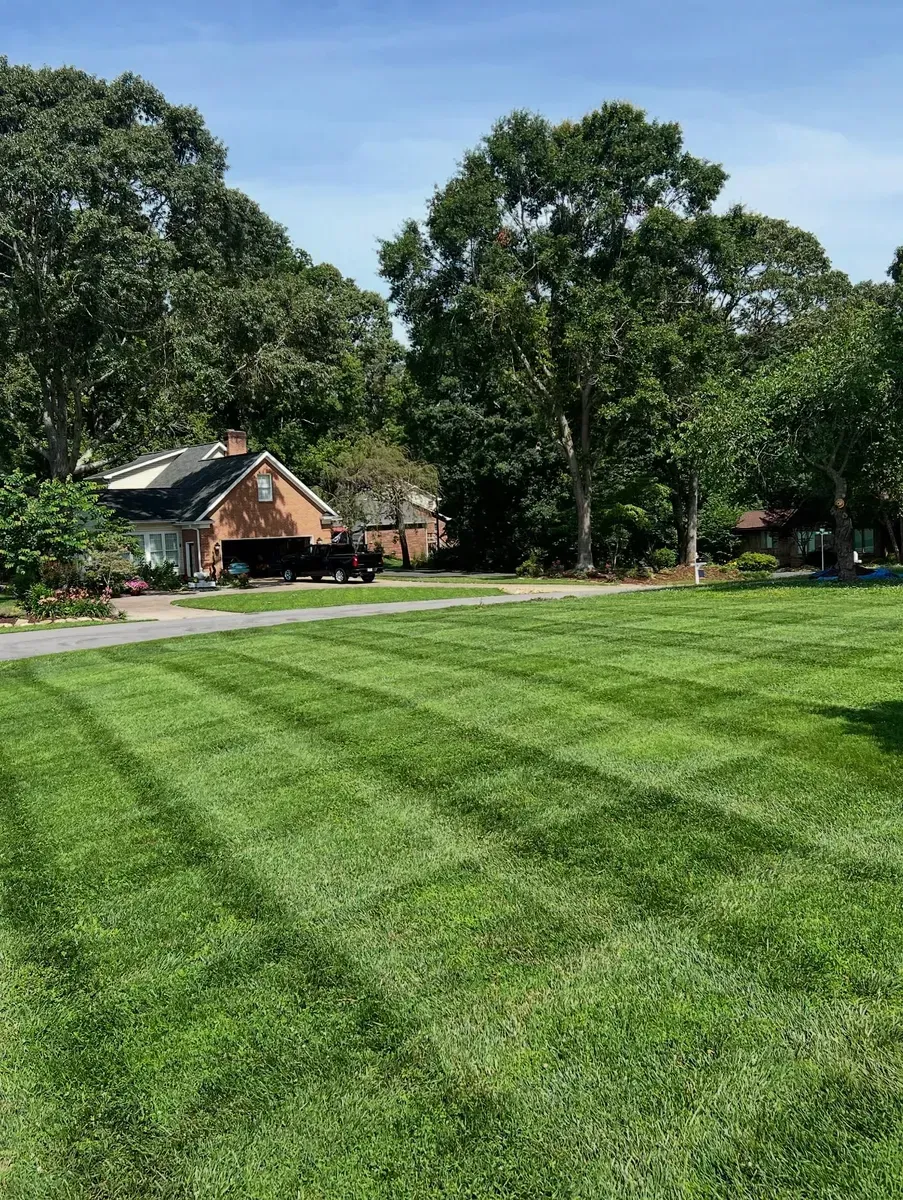 A freshly mowed, striped lawn in front of a house surrounded by large, mature green trees under a bright blue sky.