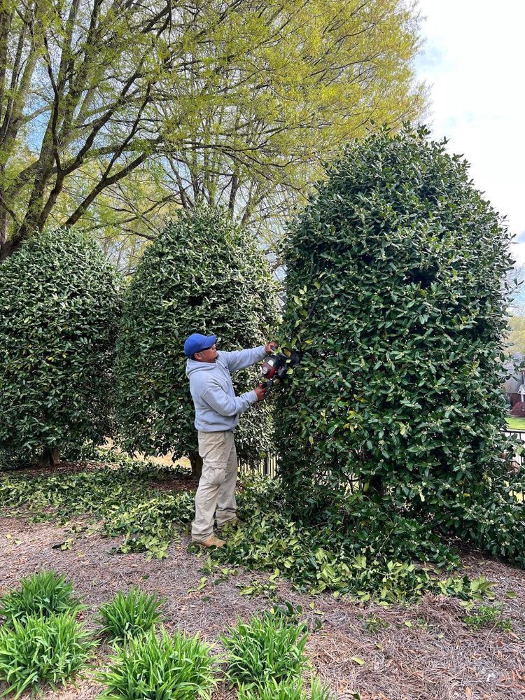 A person wearing a blue cap and light gray hoodie trims a tall, cone-shaped green hedge in a yard.