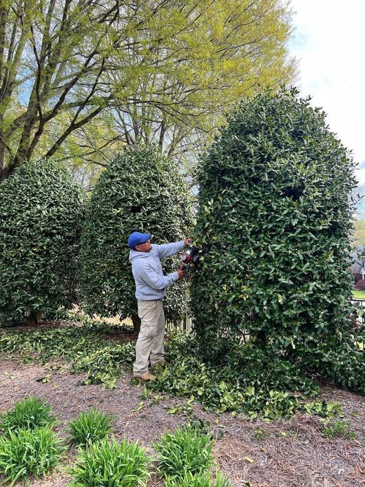 A person wearing a blue cap and light gray hoodie trims a tall, cone-shaped green hedge in a yard.