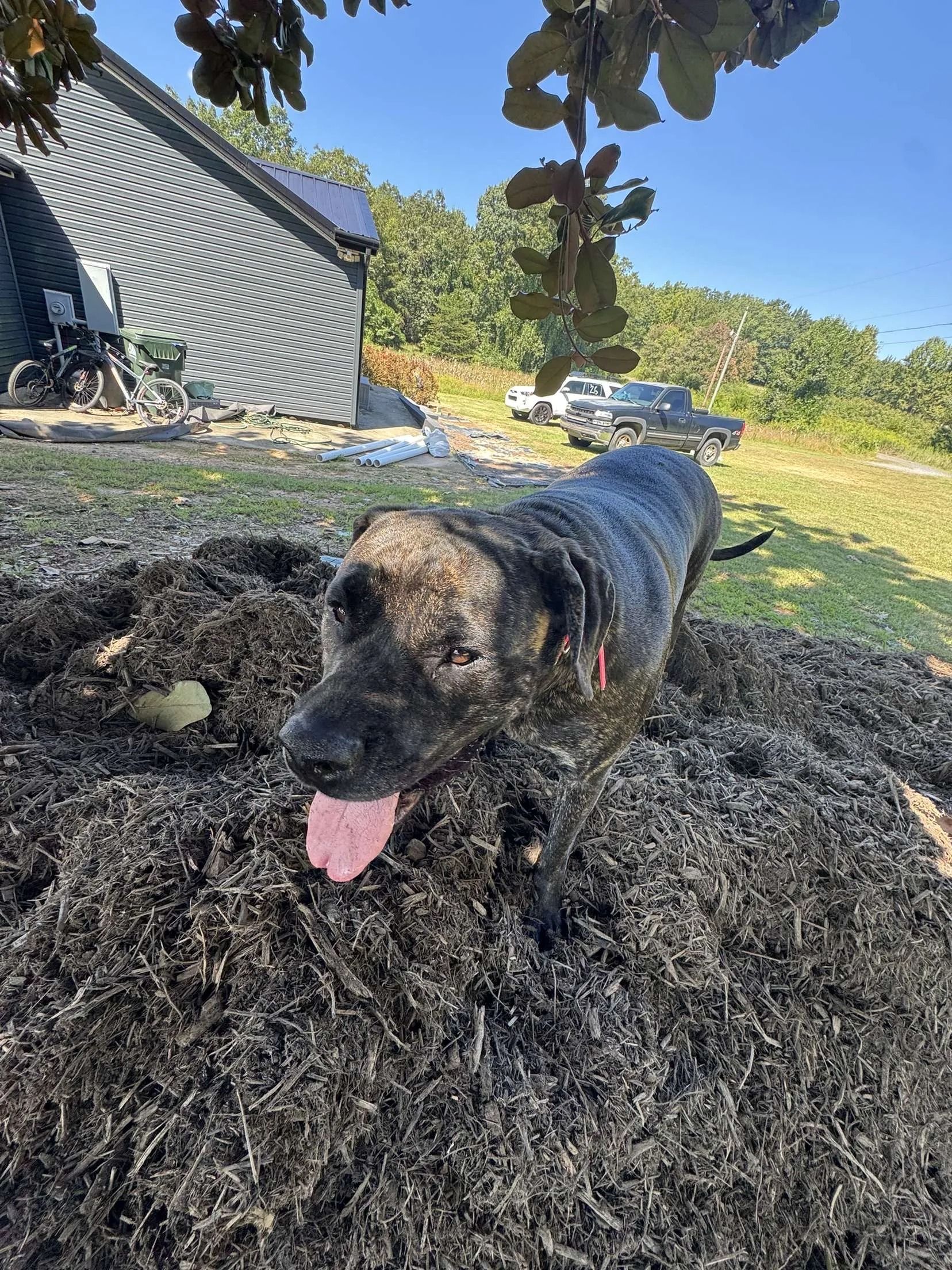 A brindle dog with its tongue out stands on a pile of dark, matted debris in a sunny, grassy field with a building nearby.