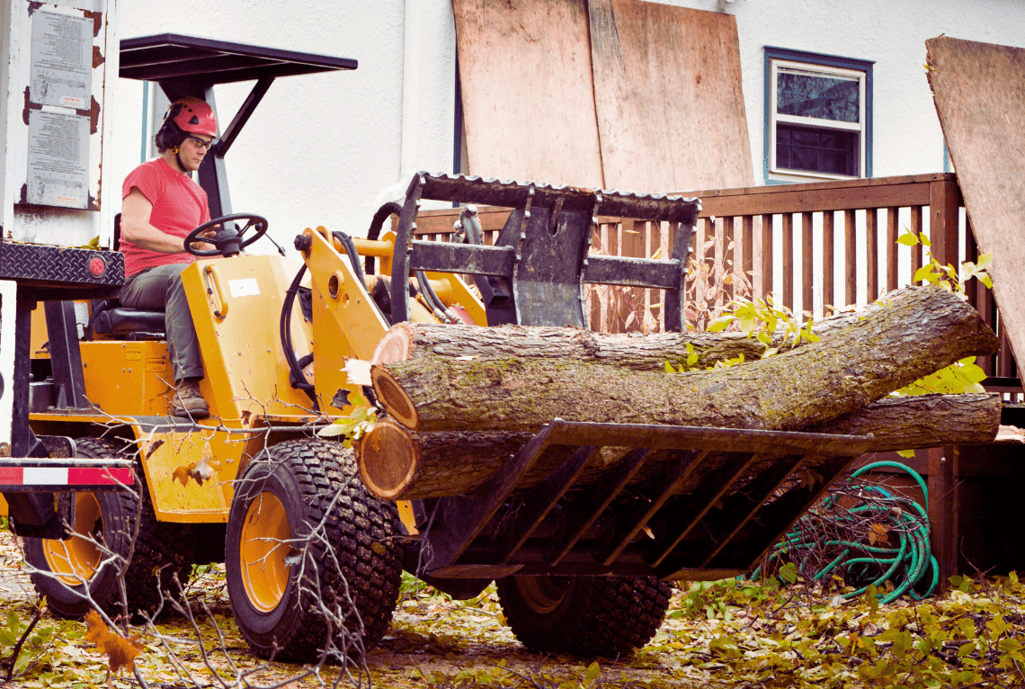 cut tree after removal 