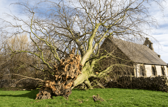 fallen old tree