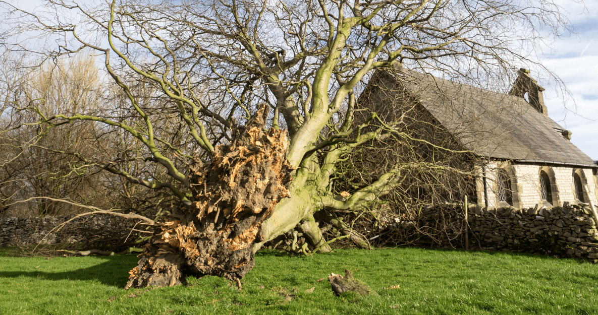 fallen tree after hurricane