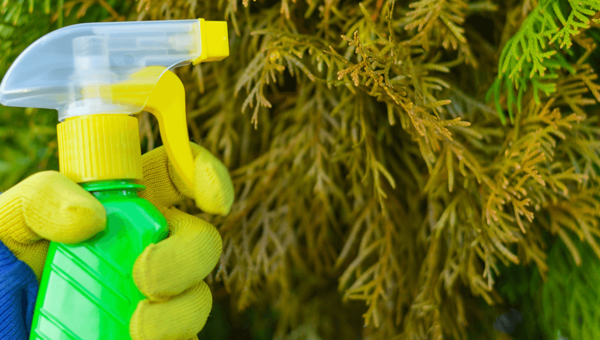 Tree doctor evaluating tree health