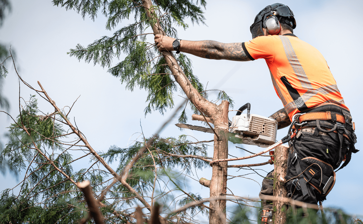 tree trimming